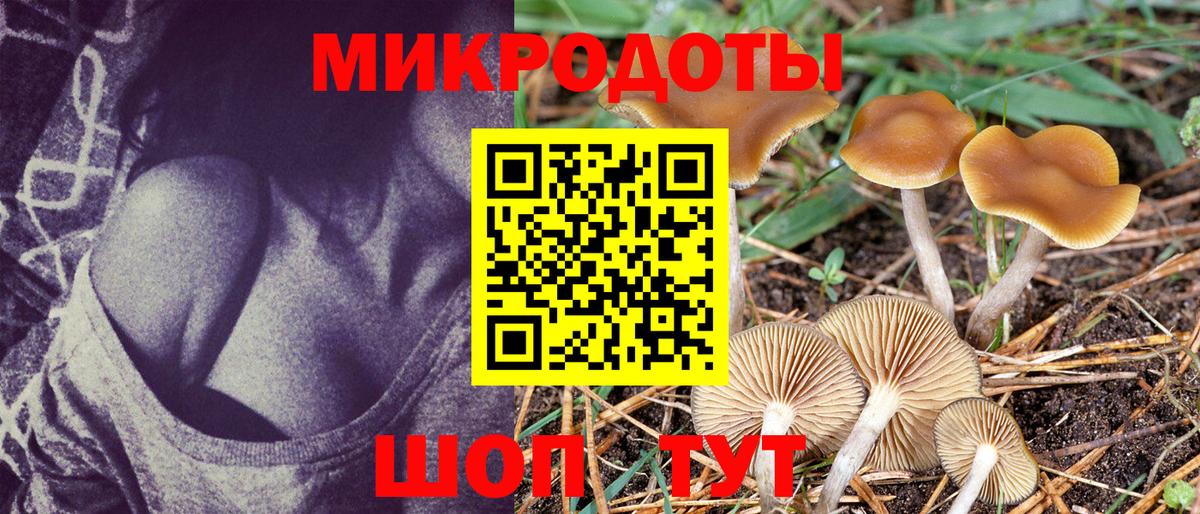 Псилоцибиновые грибы Psilocybe Ессентуки